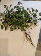 ŻYWY BLUSZCZ GAŁĄZKI 50 SZTUK 50 CM BOZENARODZENIE WIANKI STROIKI