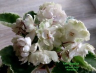 Fiołek afrykański @cięty liść @ Jan Skazka @ standard@