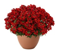Nemezja ROŚLINA ZWISAJĄCA Nemesia Nesia Hot Red