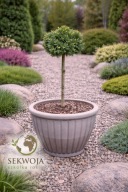 DO POJEMNIKA Świerk serbski 'Milenium' Picea omorika C5 NA PNIU