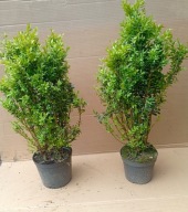 BUKSZPAN sadzonka Doniczka 25-35 cm