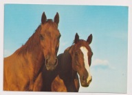 Stadnina Koni Kozienice 1974r. koń konie nakład 15 000 sztuk 433F