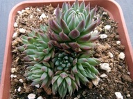 Rojnikowiec mongolski MINUTA stalowo-szary