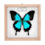 Motyl w gablotce Papilio ulysses ulysses