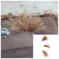 Naturalna dekoracja terrarium formikarium sucha trawa kępa roślin,pustynia