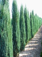 Jałowiec Blue Arrow zamiast tuji Szmaragd Żywopłot Szpaler