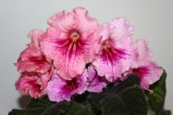 Skrętnik - DS - Tenderness - sadzonka