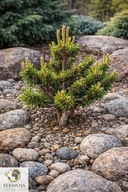 KOLEKCJONERSKA Sosna Banksa 'Gathe’s Global Legacy' Pinus banksiana