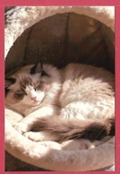 Kot kotek koty rasa harce kot w życiu człowieka pocztówka