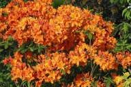 Azalia wielkokwiatowa ,,DIORAMA" PACHNACA CZERWONO-POMARAŃCZOWA