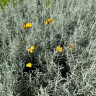Kocanka włoska Duża sadzonka, Maggi, Curry (Helichrysum italicum) P13
