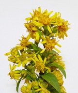 Nawłoć pospolita - nasiona 300szt**