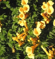 MILIN AMERYKAŃSKI ŻÓŁTY ŻYWOPŁOT SZTOBRY10 SZTUK ULE