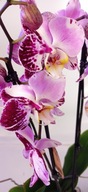 PHALENOPSIS storczyk art noveau 9