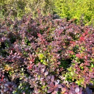 Berberys pośredni 'Red Jewel' (Berberis ×media) P13