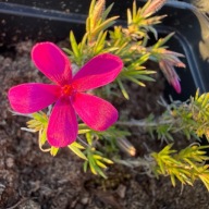 Floks Douglasa wiosenny płożący phlox douglasii "Ochsenblut"