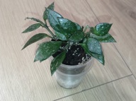 Hoya Hoja LACUNOSA ukorzeniona