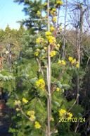 Dereń wąsko kolumnowy szczepiony owoc jadalny inny