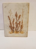 CERAMICZNY KAFEL SKANDYNAWSKI CALLUNA ORYGINALNY