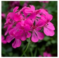 Pelargonia zwisająca peltatum Super Cascade Rose