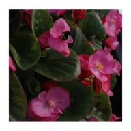 Begonia semperflorens TOPSPIN ROSE ZESTAW 10 SIEWEK PIĘKNE RÓŻOWE KWIATY