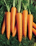 Marchewka nasiona holenderskie Vita Longa