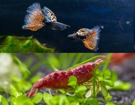 Zamiast Bojownika dekoracyjny kolorowy zestaw do nano/małego akwarium C