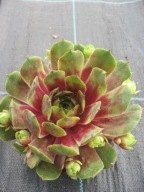 Rojnik 47 ACHALM duże krępe rozety