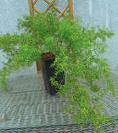 Asparagus, ze zdjęcia