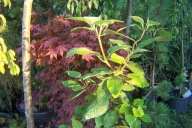 Kalina hordowina aurea duży okaz szczepiona wąsko kolymnowa inna