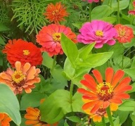 Cynia daliowa wyniosła Z OGRODU CZAROWNICY nasiona 5g