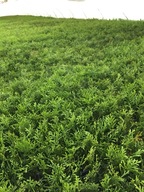 Zestaw 50 szt. Tuja szmaragd thuja smaragd sadzonki 8-12 cm