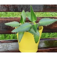 Żyworódka zdrowa lecznicza sadzonka młoda kilka w jednej doniczce !