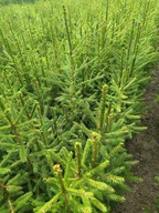 Świerk pospolity 80 cm100 cm Klasa szkółkowany rozkrzewiony Pakiet 10 sztuk