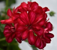 Pelargonia peltatum Sunflair Lollipop Chris Red ZWISAJĄCA PEŁNA