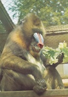 KRAKÓW - ZOO - MANDRYLL - MAŁPA