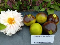 Pomidor FLANDERS CONTRAST czarno-zielone gruszki nasiona kolekcjonerskie