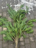 Sosna wejmutka, Gałązki żywe pęczek