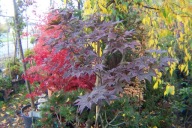 klon bloodgood palmowy szczepiony na pniu 150 cm kulisty inny