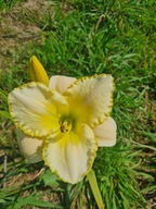 Liliowiec BLIZZARD BAY -piękny kremowo biały ze złotą falbanką duży kwiat