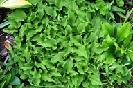 Hosta Funkia Minor P9