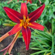 Liliowiec Gwiazdka sadzonka wielopędowa