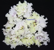 Skrętnik - DS- Popcorn - sadzonka