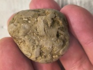 Skamieliny minerały koralowce