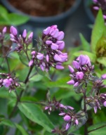 Floks wiechowaty 'Butonik ' Phlox paniculata 'Butonik' sadzonka