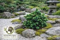 UNIKATOWY KARZEŁ Świerk sitkajski 'Dana's Prickly Pinata' Picea sitchensis