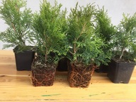 Pakiet 25 szt. Tuja szmaragd w donicy P9 thuja smaragd 15-25 cm NAJTANIEJ