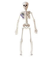 Szkielet wiszący plastik Widmann 40 cm