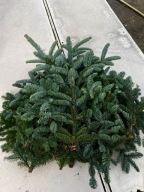 Jodła Nobilis, gałęzie paczka 5,5 kg