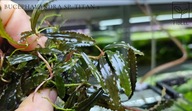 Bucephalandra sp .Titan 2 -kolekcja od fibell